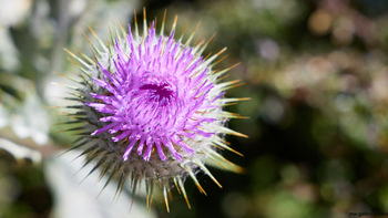 Thistle close-up This image is a still life photograph capturing a close-up view of a Milk Thistle flower in full bloom. The vibrant purple petals and spiky green bracts of the thistle are sharply in focus, highlighting the intricate structure typical of this species. Taken during the morning in the summer, the sunlight illuminates the thistle, enhancing its natural colors and the texture of the flowerhead. The background consists of a soft blur of foliage, emphasizing the Milk Thistle as the main subject and reinforcing the theme of nature. The photograph showcases the resilience and striking beauty of summer plants and flowers.